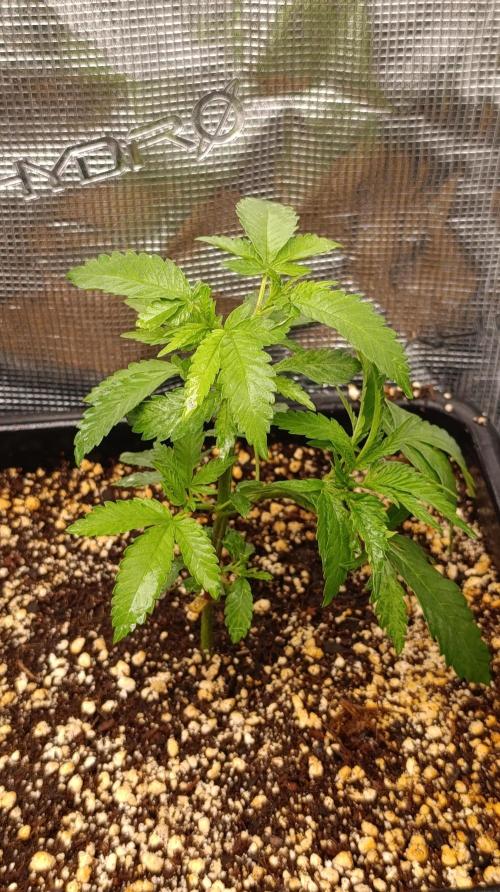 Variegated Parmigiano. Week 4
