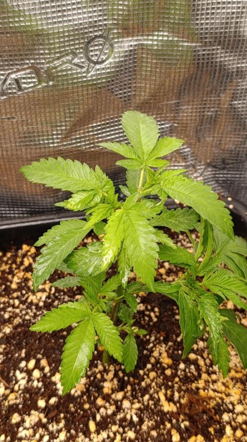 Variegated Parmigiano. Week 4