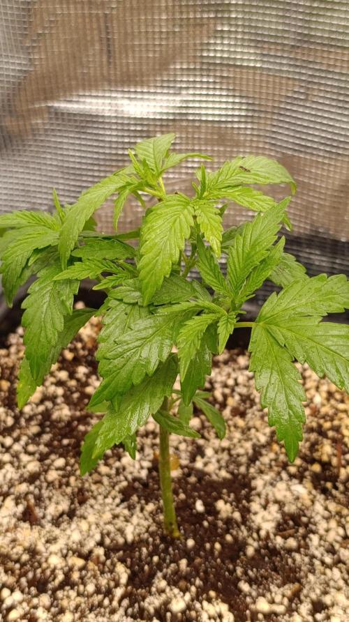 Variegated Parmigiano. Week 4