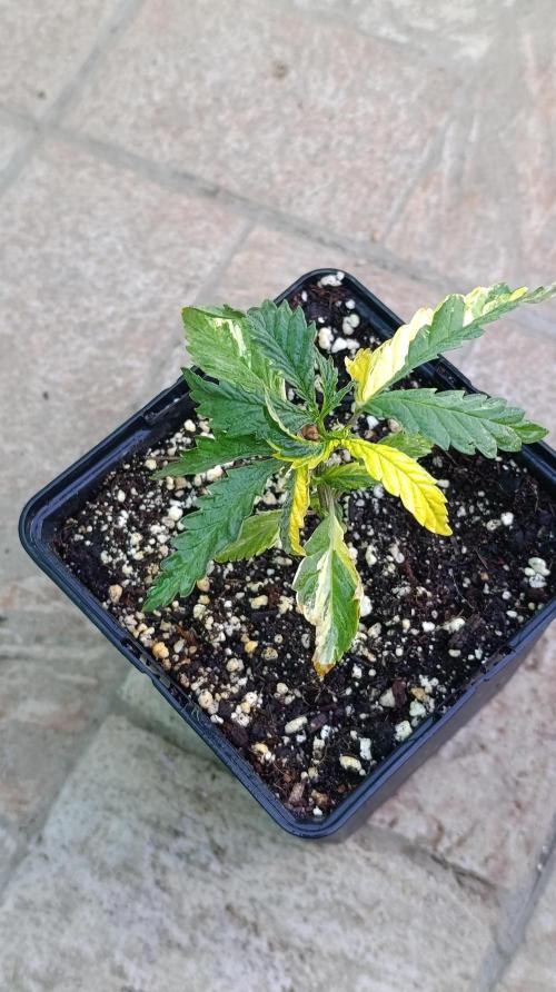 Variegated Parmigiano. Week 4