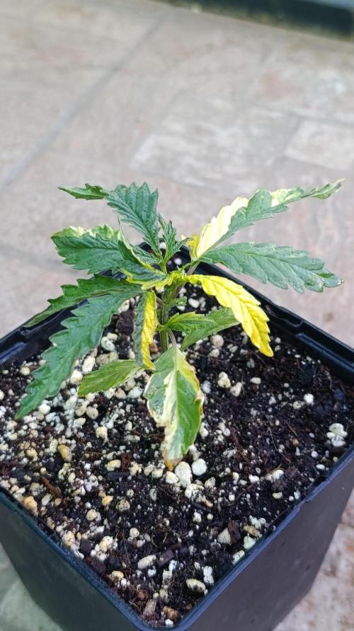 Variegated Parmigiano. Week 4