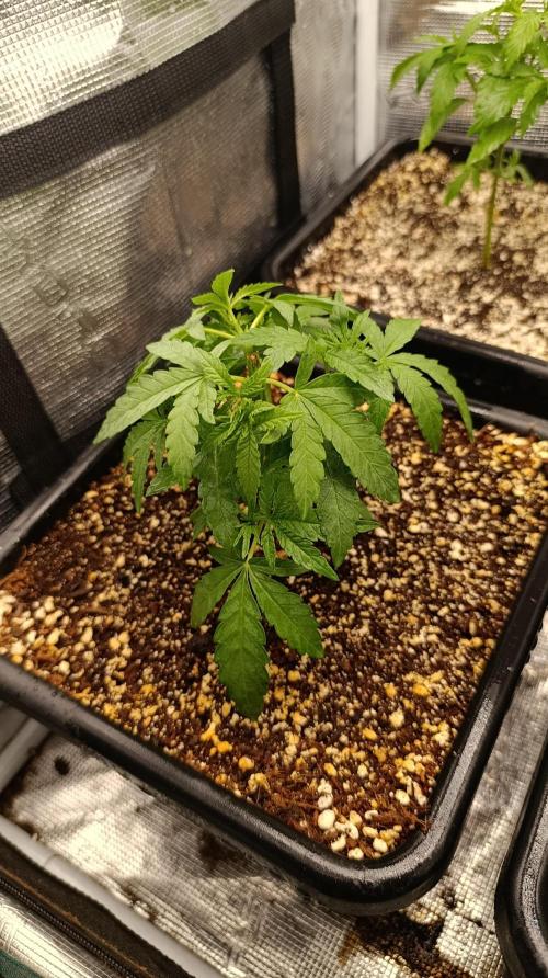 Lemon Parmesan. Week 4