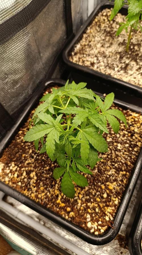 Lemon Parmesan. Week 4