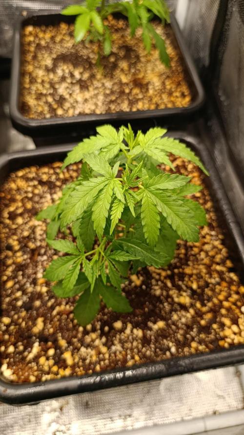 Lemon Parmesan. Week 4