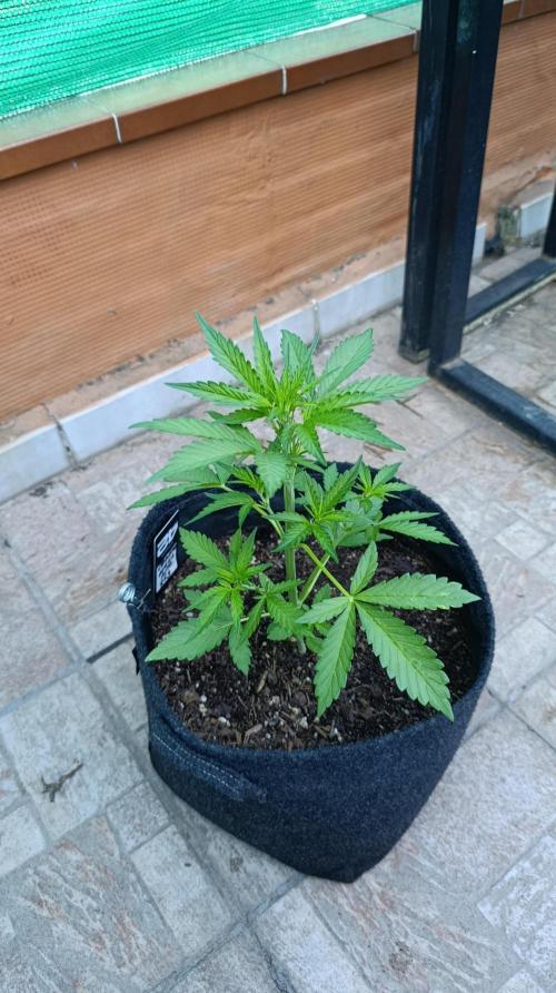 Strawberry Gorilla Rf3 Auto. Week 4