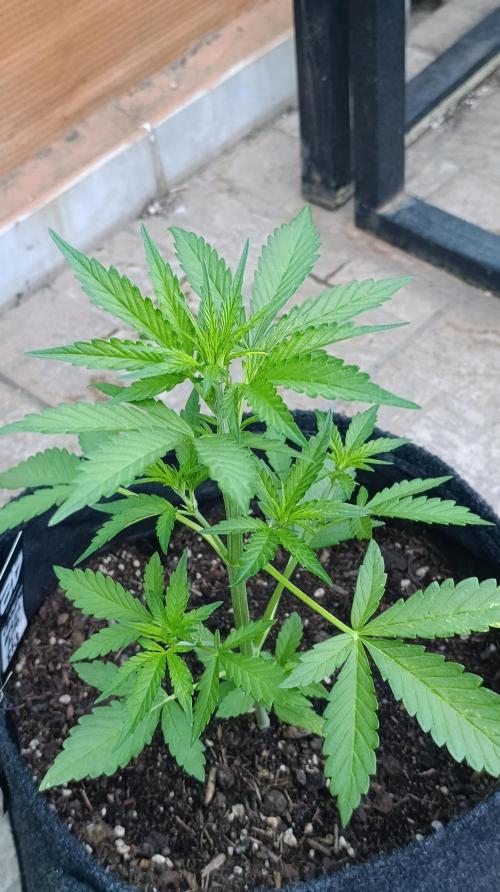 Strawberry Gorilla Rf3 Auto. Week 4