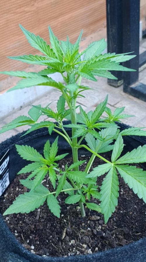 Strawberry Gorilla Rf3 Auto. Week 4