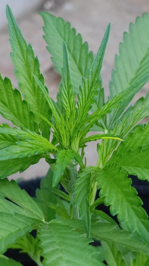 Strawberry Gorilla Rf3 Auto. Week 4