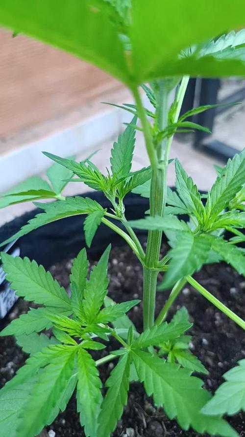 Strawberry Gorilla Rf3 Auto