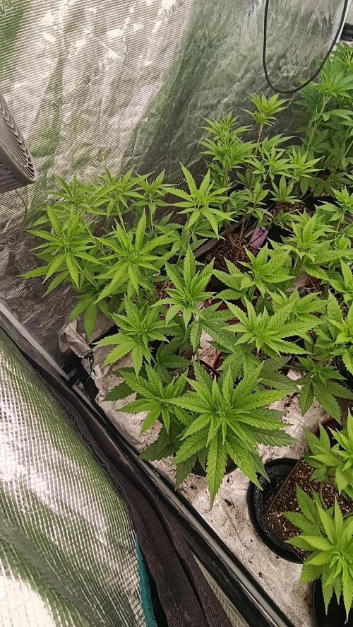 Super Lemon Cherry. Week 8
