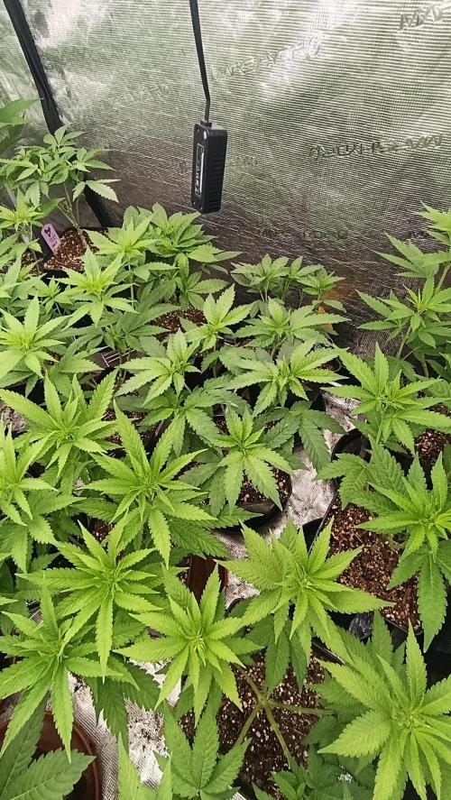 Super Lemon Cherry. Week 8
