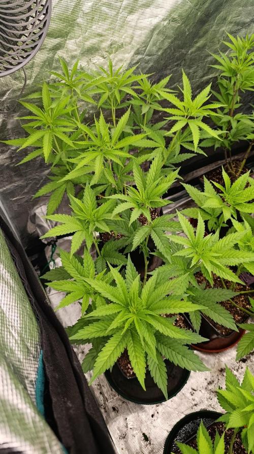 Super Lemon Cherry. Week 8