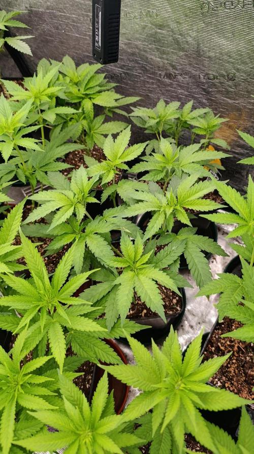 Super Lemon Cherry. Week 8