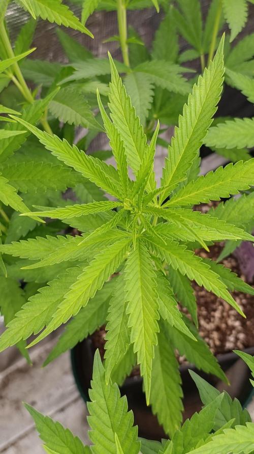 Super Lemon Cherry. Week 8