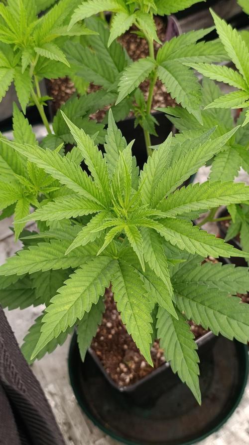 Super Lemon Cherry. Week 8