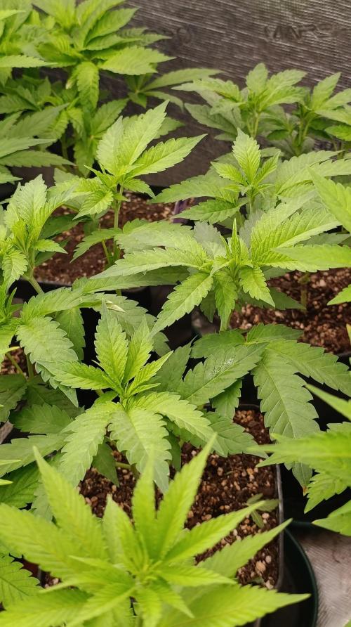 Super Lemon Cherry. Week 8