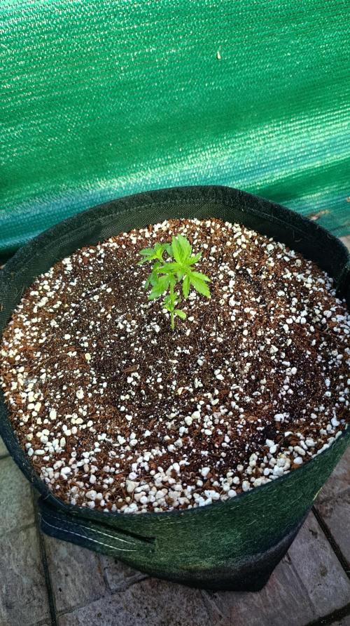 Gello Z & Xpertnutrients. Week 4