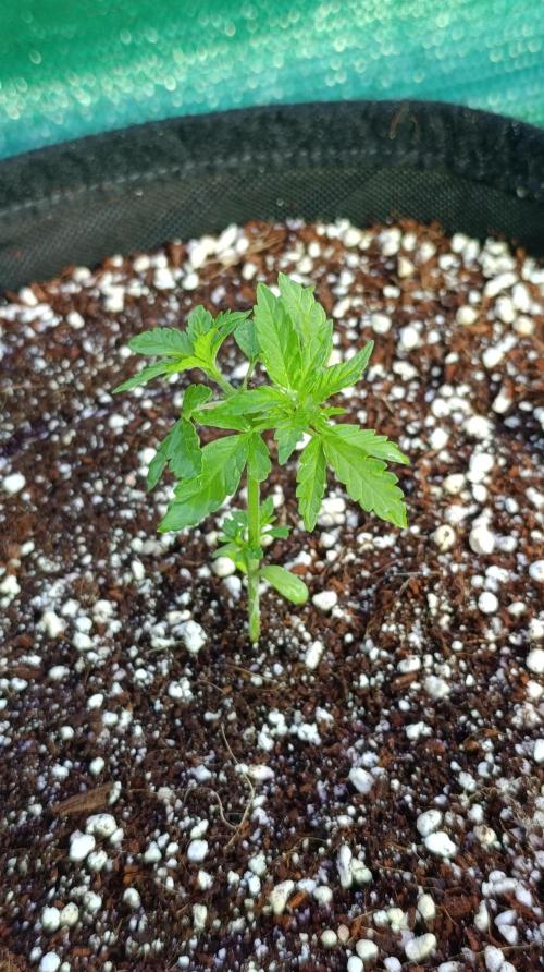 Gello Z & Xpertnutrients. Week 4