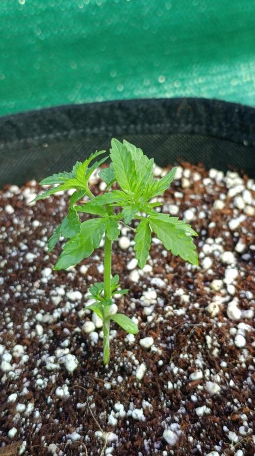 Gello Z & Xpertnutrients. Week 4