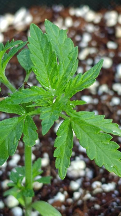 Gello Z & Xpertnutrients. Week 4
