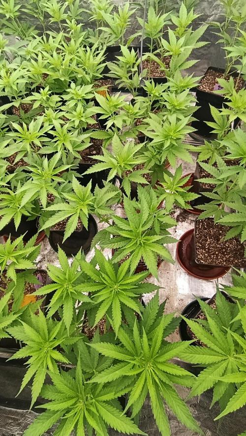 Triple Mints XXL. Week 9