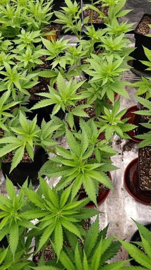 Triple Mints XXL. Week 9