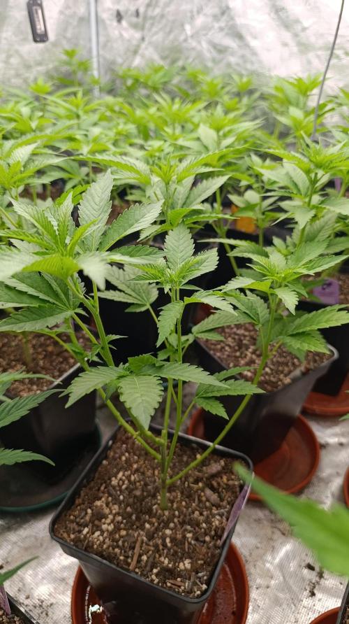 Triple Mints XXL. Week 9