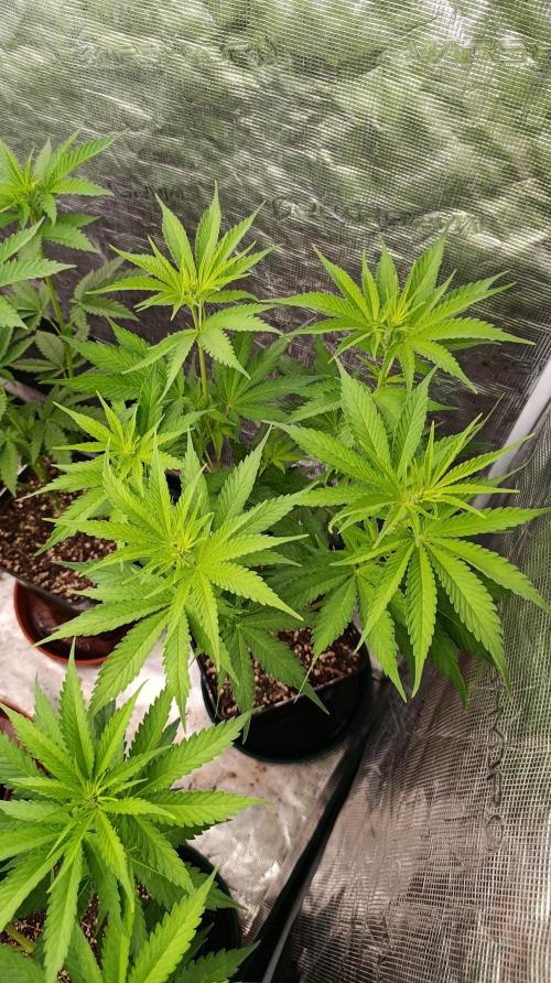 Gelonade. Week 9