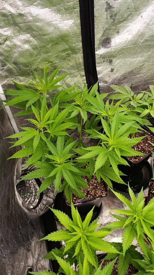 Gelonade. Week 9