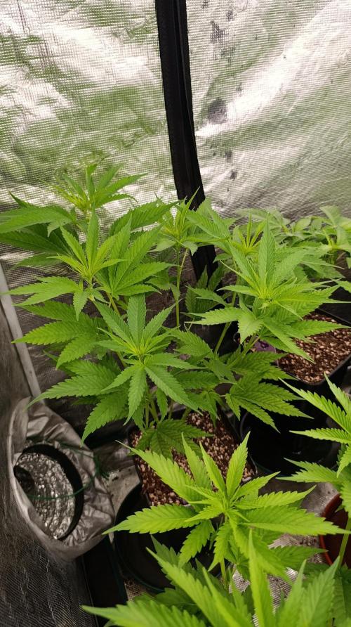 Gelonade. Week 9