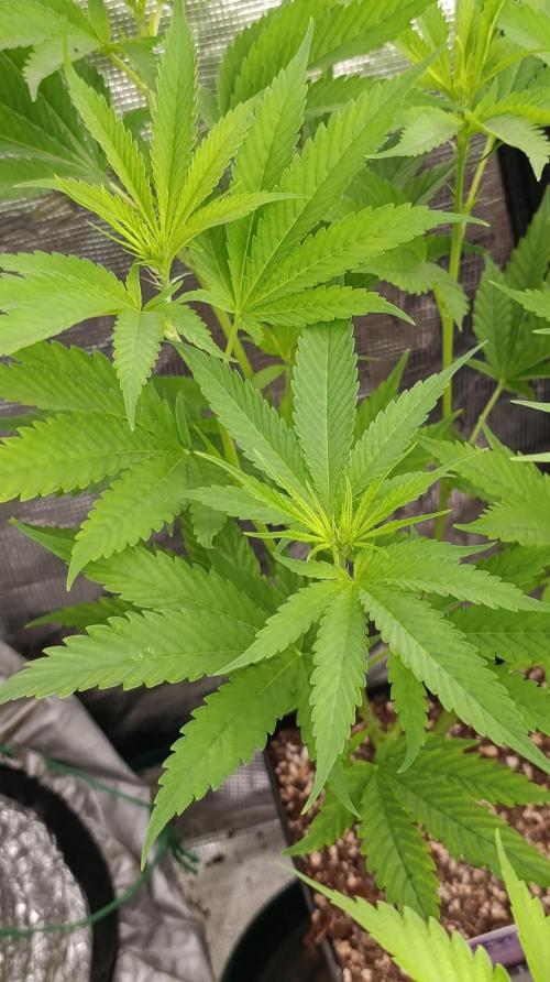Gelonade. Week 9