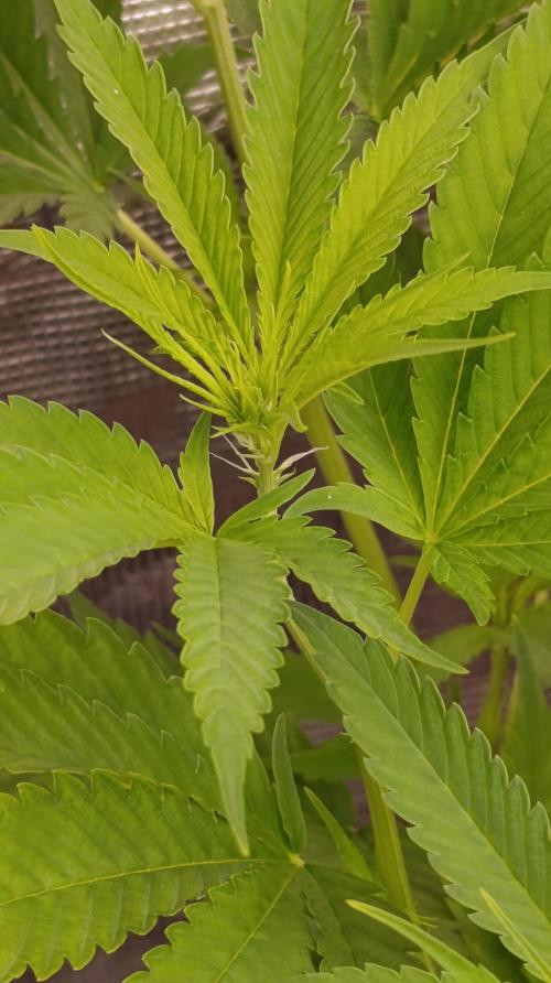 Gelonade. Week 9