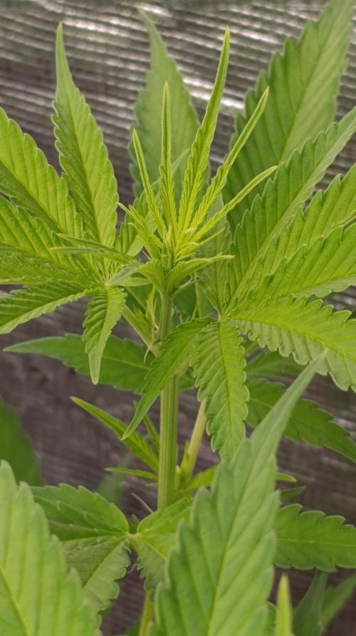 Gelonade. Week 9