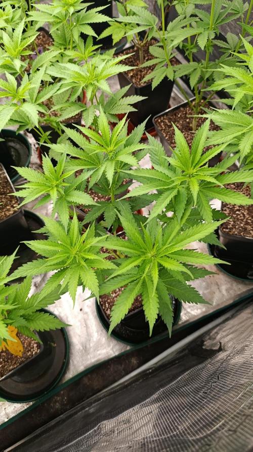 Pink Guava F1 FV. Week 9