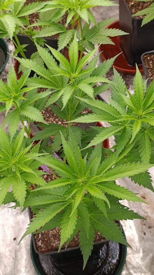 Pink Guava F1 FV. Week 9