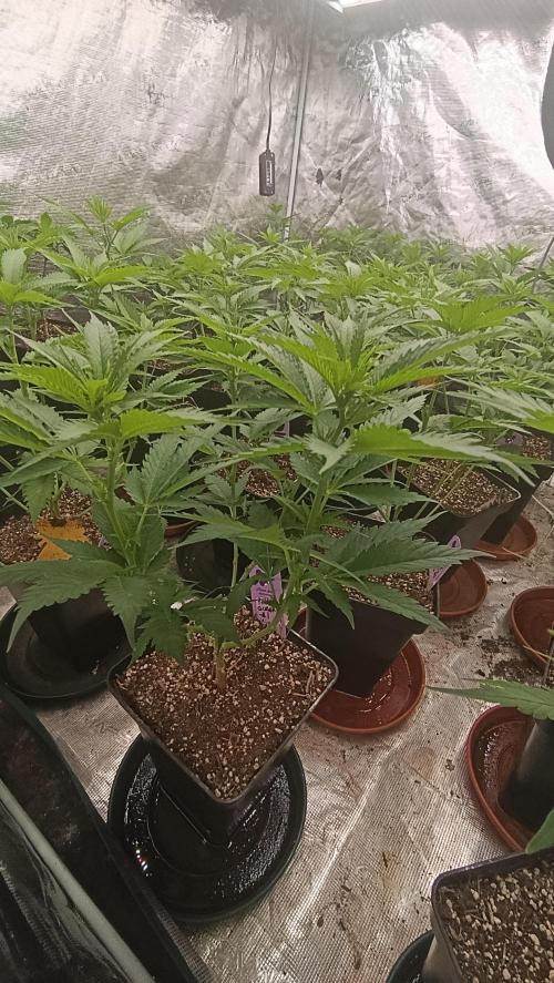 Pink Guava F1 FV. Week 9