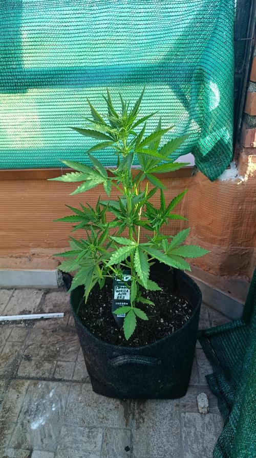 Strawberry Gorilla Rf3 Auto. Week 5