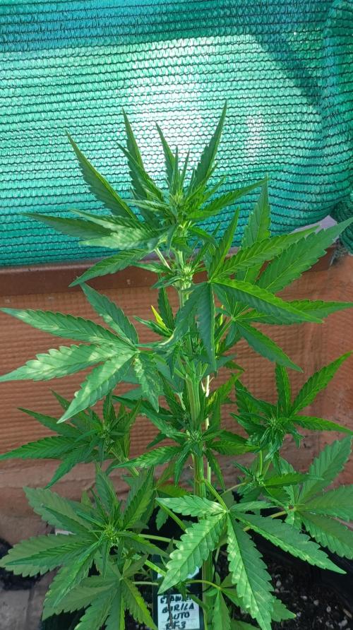 Strawberry Gorilla Rf3 Auto. Week 5