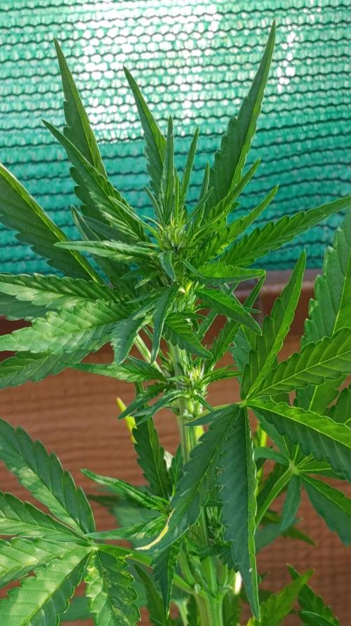 Strawberry Gorilla Rf3 Auto. Week 5