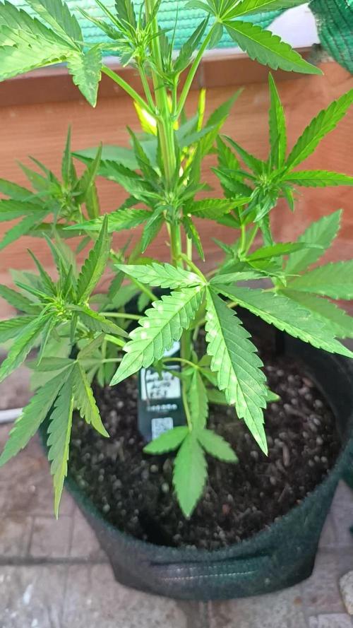 Strawberry Gorilla Rf3 Auto