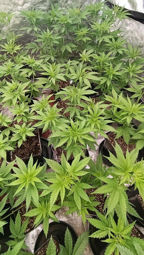 Z42 Limited Edition. Week 9