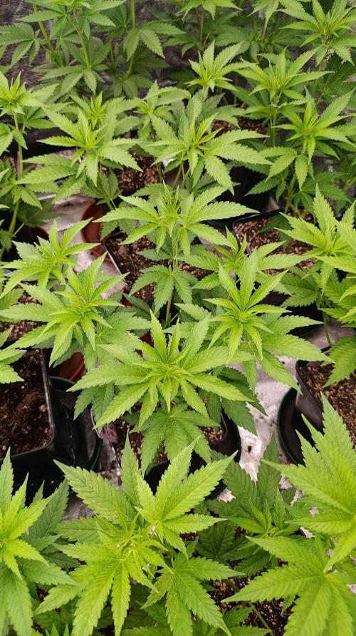 Z42 Limited Edition. Week 9