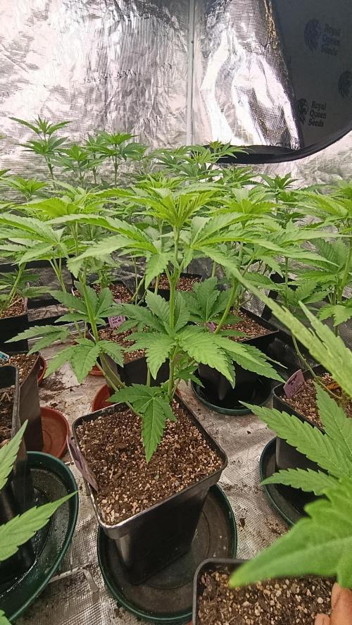 Z42 Limited Edition. Week 9