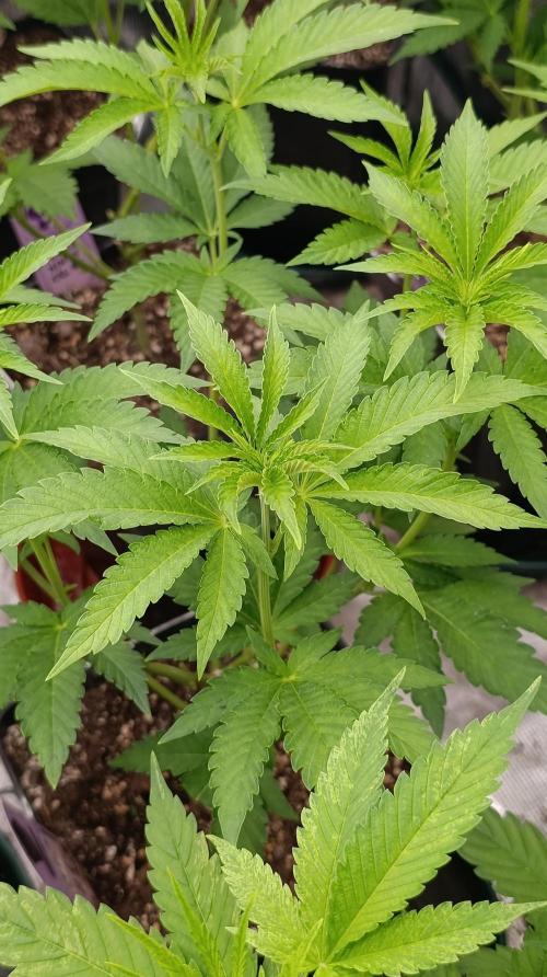Z42 Limited Edition. Week 9