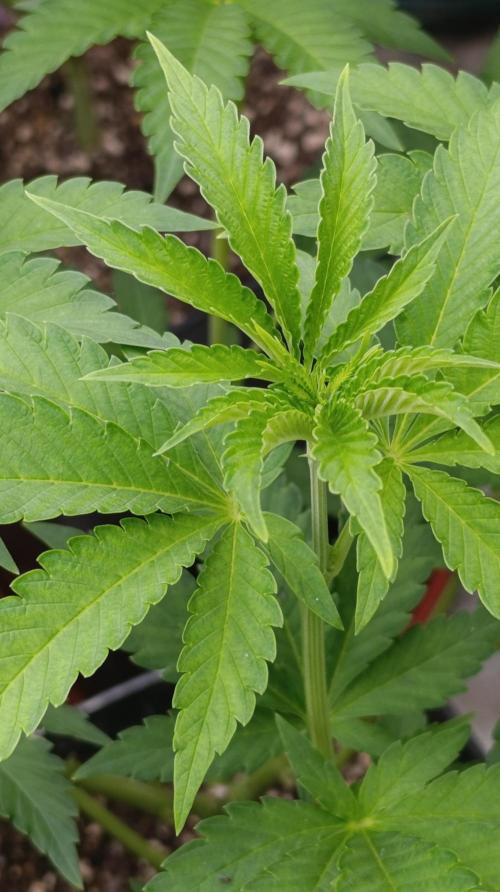 Z42 Limited Edition. Week 9