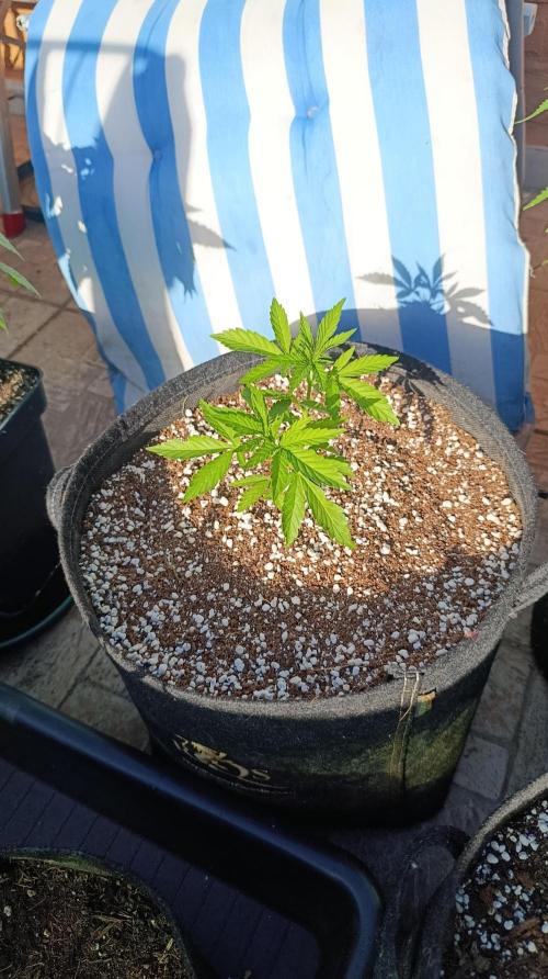 Gello Z & Xpertnutrients. Week 5