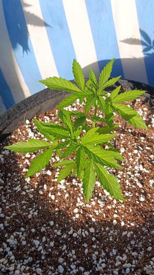 Gello Z & Xpertnutrients. Week 5