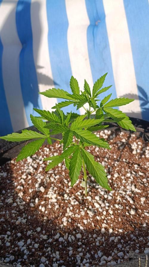 Gello Z & Xpertnutrients. Week 5