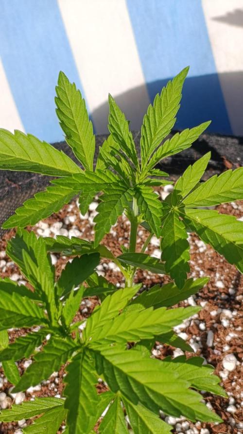 Gello Z & Xpertnutrients. Week 5