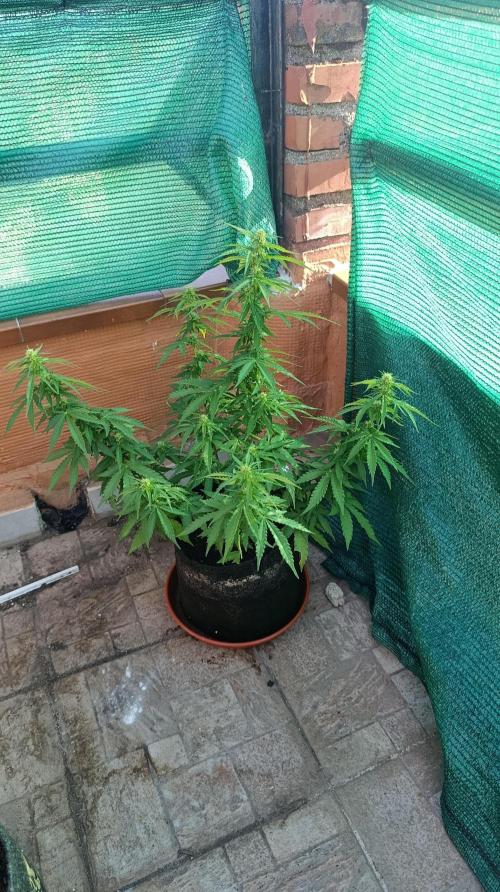 Permanent Marker XXL Auto. Week 9